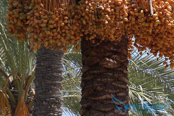 椰枣的功效与作用