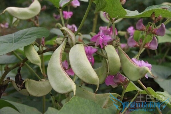 扁豆角的功效与作用 扁豆角的功效与作用