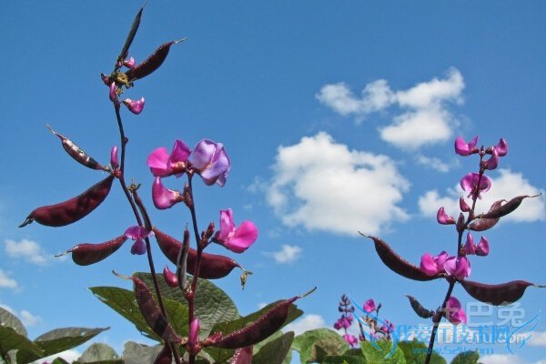 扁豆角的功效与作用 扁豆角的功效与作用