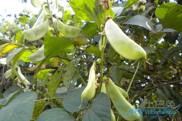 扁豆角的功效与作用 扁豆角的功效与作用