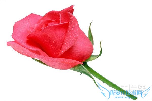 玫瑰花束的含义