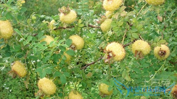 野刺梨图片