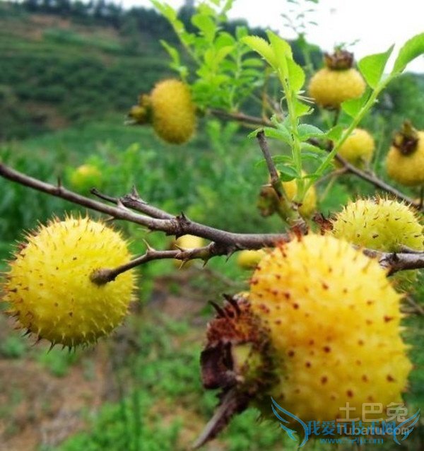 野刺梨图片 野刺梨图片