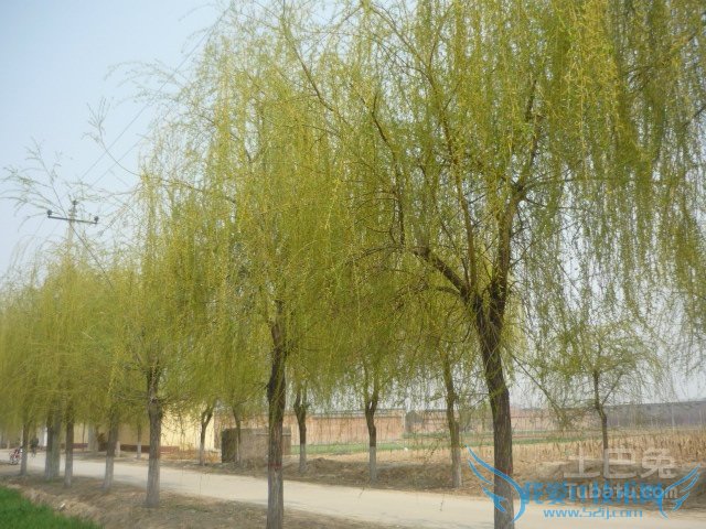 金丝柳种植 金丝柳种植