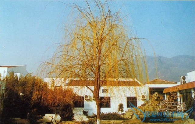 金丝柳种植 金丝柳种植