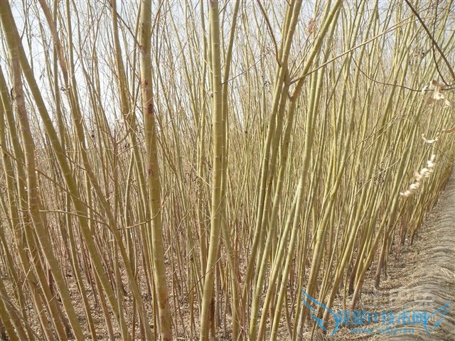 金丝柳种植 金丝柳种植