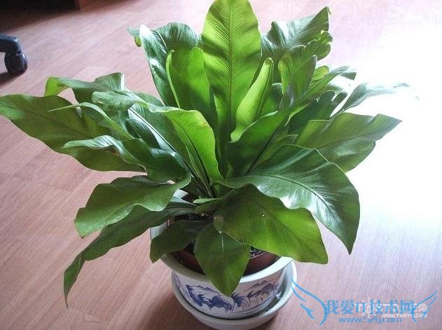 鸟巢蕨图片 鸟巢蕨图片