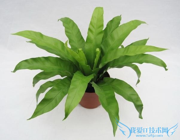 鸟巢蕨图片 鸟巢蕨图片