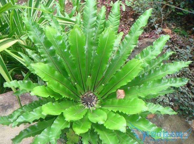 鸟巢蕨图片 鸟巢蕨图片