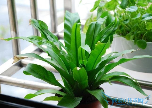 鸟巢蕨图片 鸟巢蕨图片