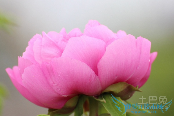 天山雪莲怎么吃