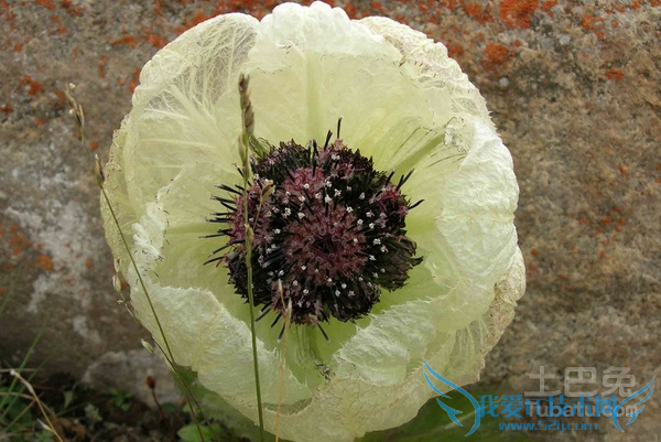 天山雪莲怎么吃