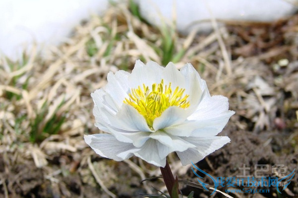 天山雪莲怎么吃