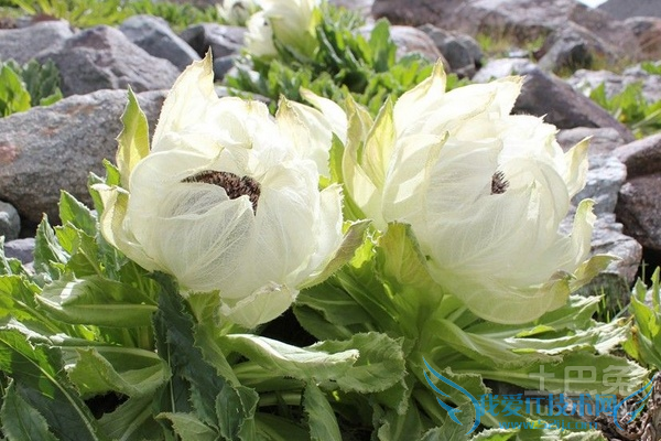 天山雪莲怎么吃