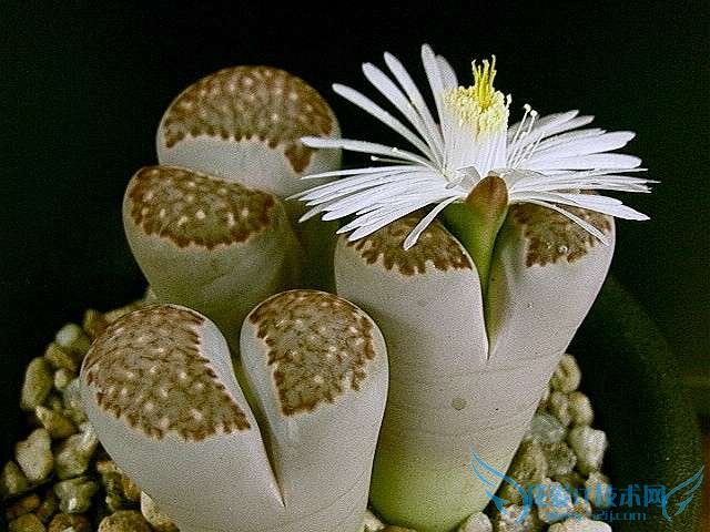 生石花的养殖方法 生石花种植的六大技巧总结