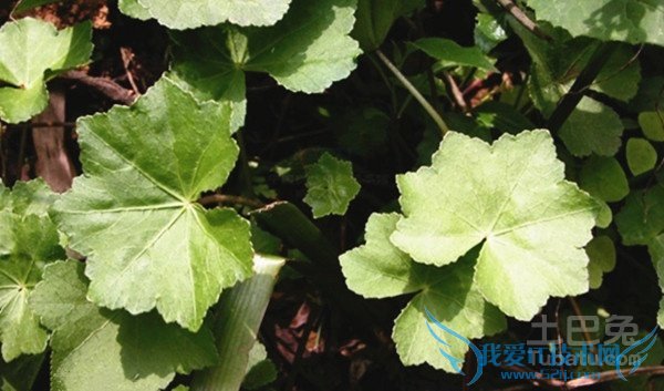 马蹄草的功效与作用