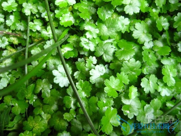 马蹄草的功效与作用