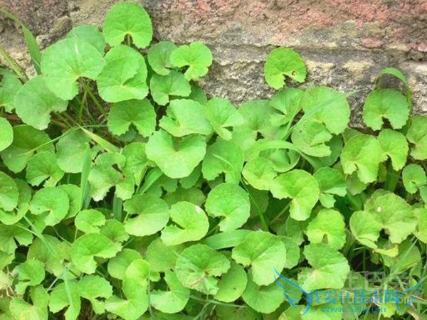 马蹄草的功效与作用