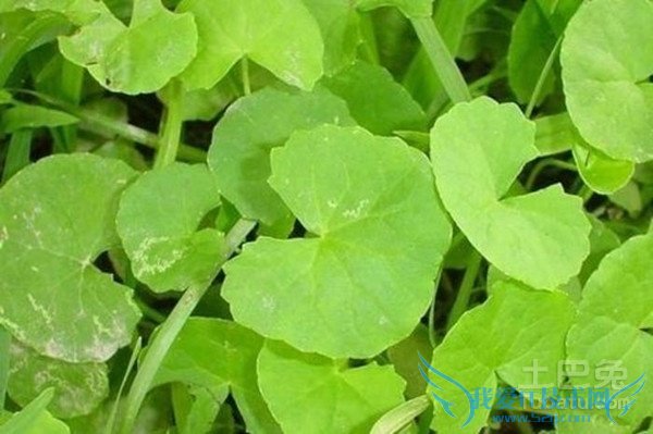 马蹄草的功效与作用