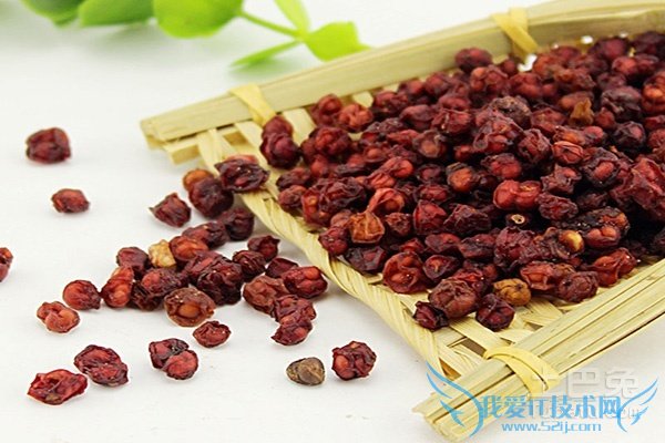 北五味子和南五味子 北五味子和南五味子