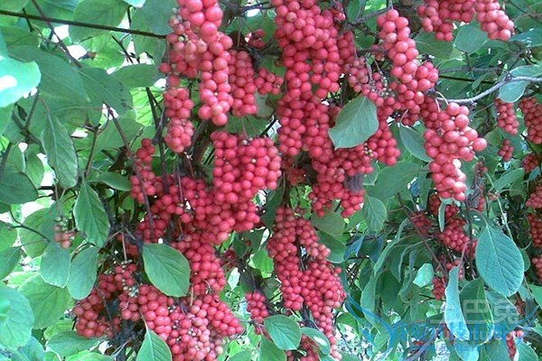 北五味子和南五味子 北五味子和南五味子