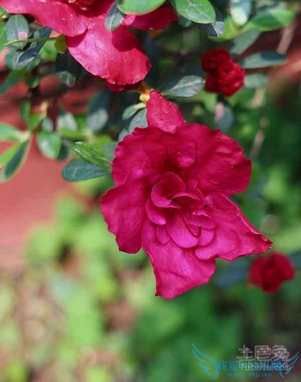 比利时杜鹃花语 比利时杜鹃花语