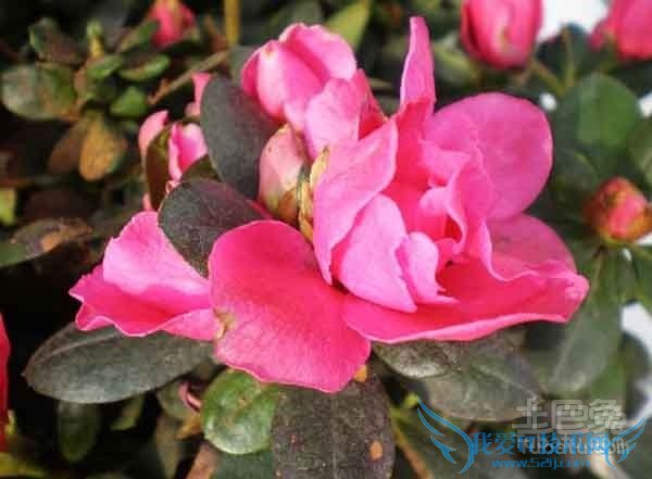 比利时杜鹃花语 比利时杜鹃花语