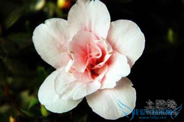 比利时杜鹃花语 比利时杜鹃花语