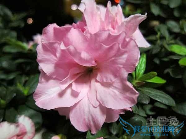 比利时杜鹃花语 比利时杜鹃花语