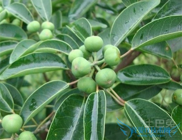 山乌桕花期