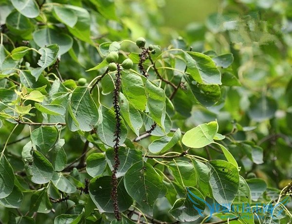 山乌桕花期 山乌桕花期