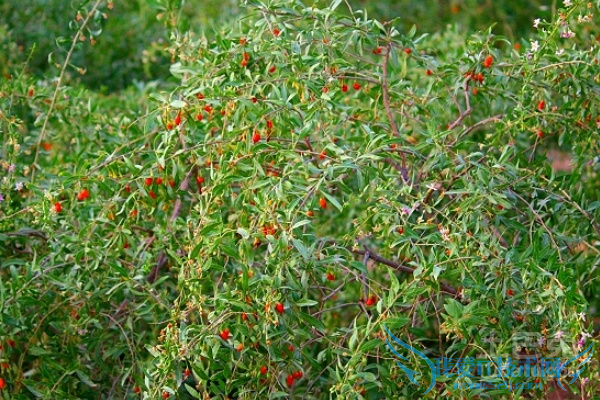 宁夏枸杞哪个牌子好