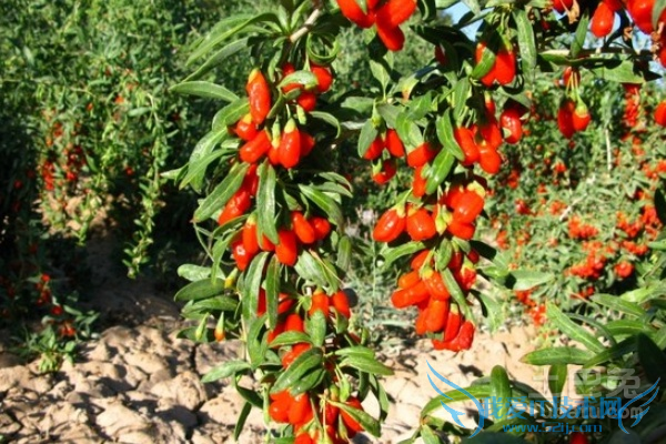 宁夏枸杞哪个牌子好