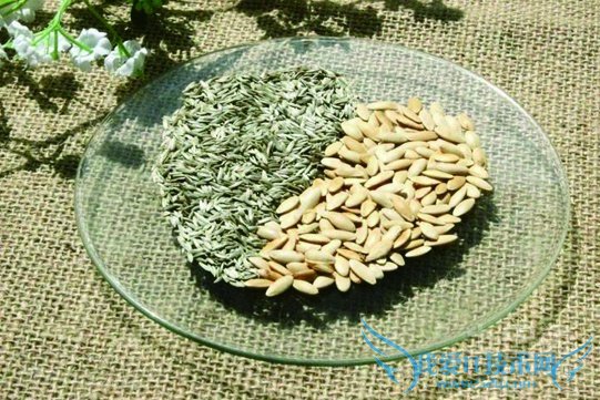 黄瓜籽的功效与作用