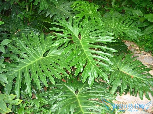 春羽的养殖方法和注意事项