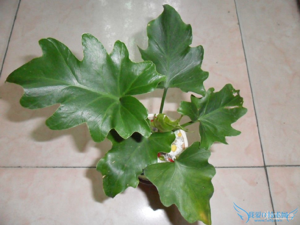 春羽的养殖方法和注意事项