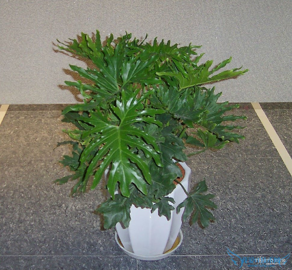 春羽的养殖方法和注意事项