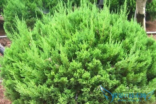 龙柏球图片 龙柏球图片