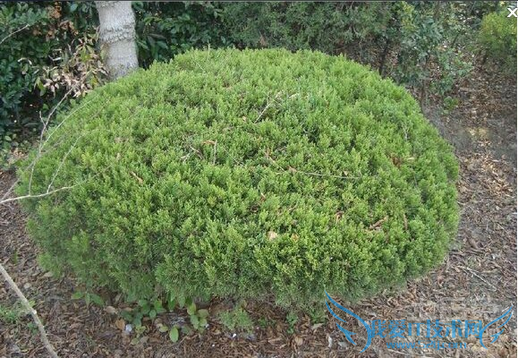 龙柏球图片 龙柏球图片