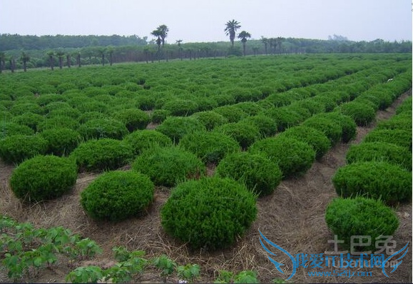 龙柏球图片 龙柏球图片