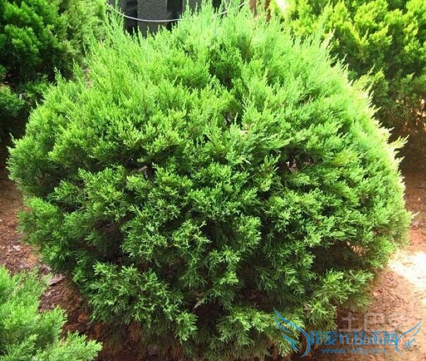 龙柏球图片 龙柏球图片