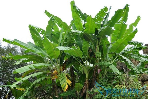 香蕉树