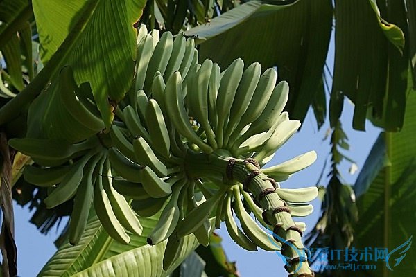 香蕉树