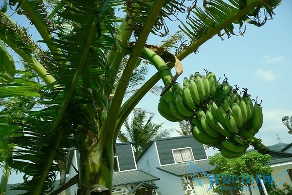 香蕉树