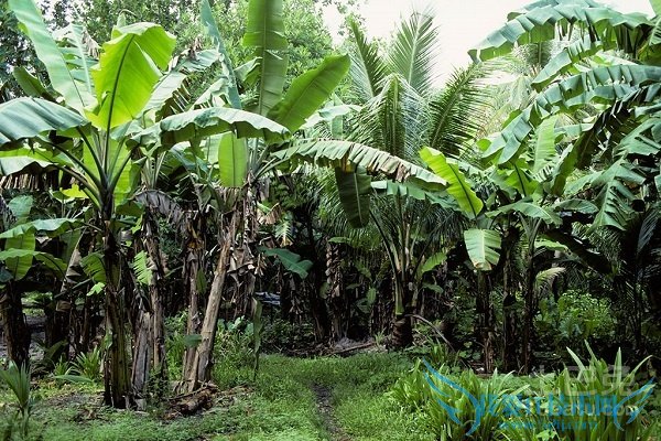 香蕉树