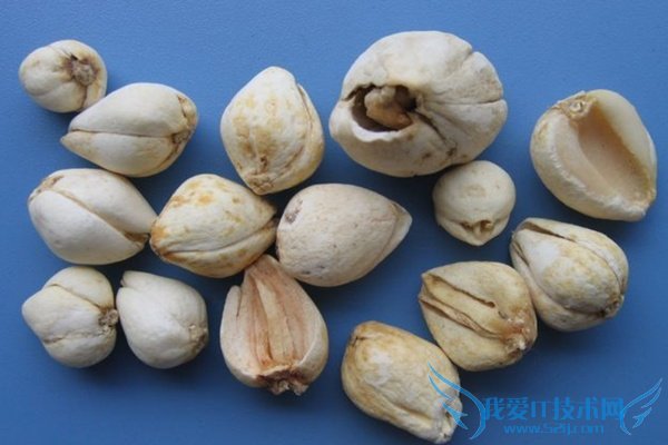 川贝母的副作用