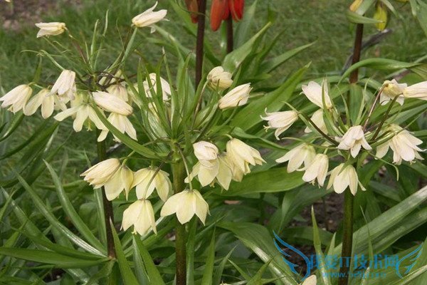 川贝母的副作用