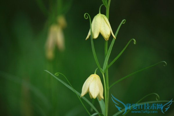 川贝母的副作用