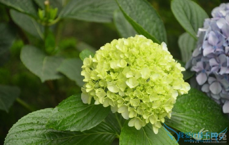 最新八仙花价格表 八仙花价格信息大全