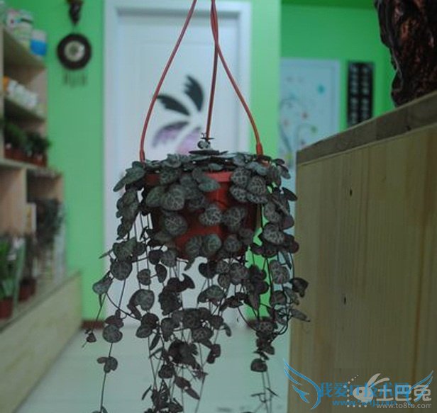 吊金钱作用 装饰效果极佳